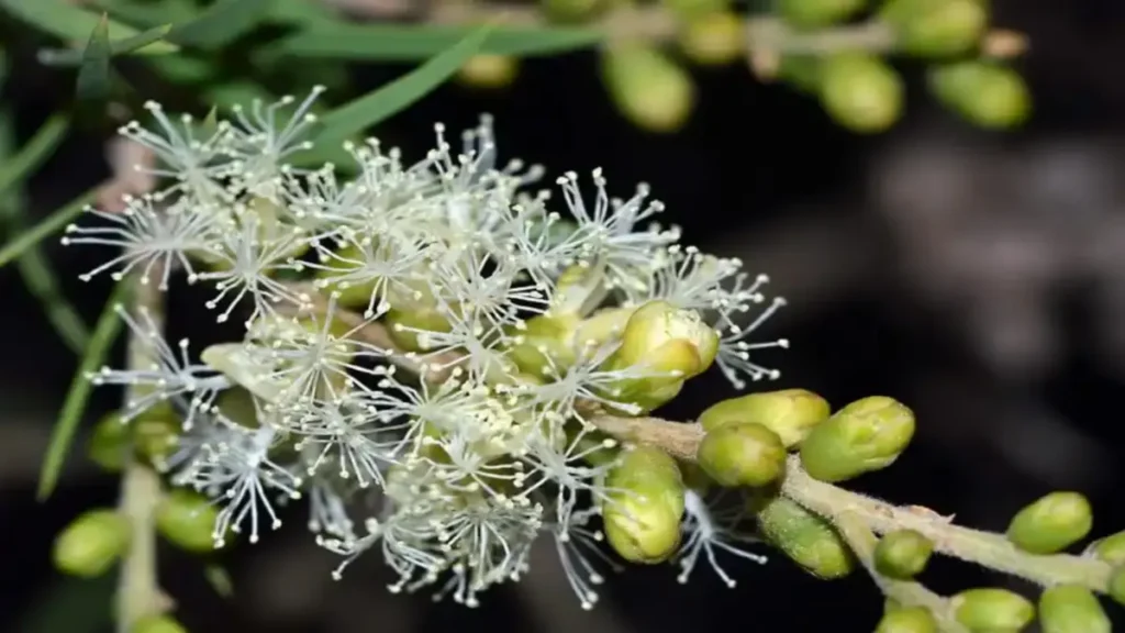 Çay Ağacı (Melaleuca alternifolia): Doğanın Şifalı Bitkisi