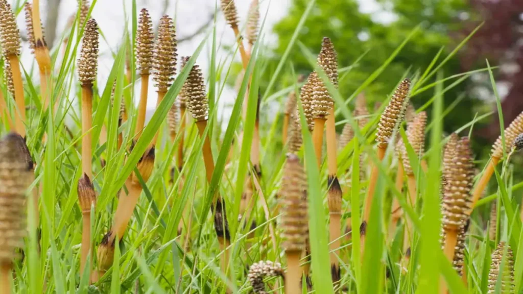 Atkuyruğu Otu (Equisetum arvense)