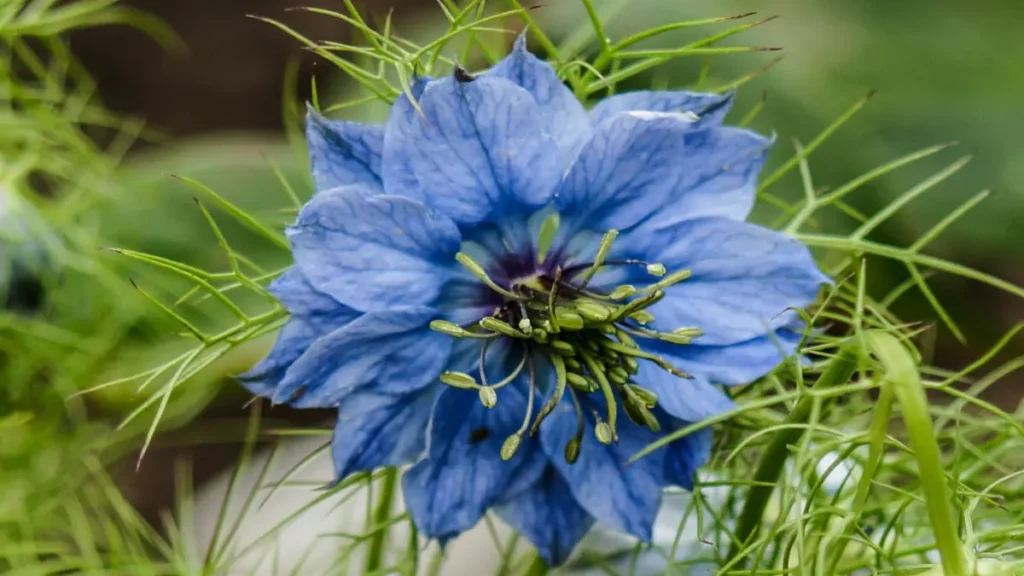 Peygamber çiçeği (Nigella damascena)