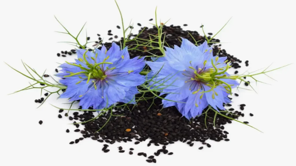 Çörekotu (Nigella sativa)