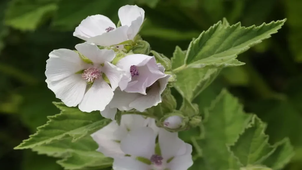 Ebegümeci Otu (Althaea officinalis) Tıbbi Kullanımları