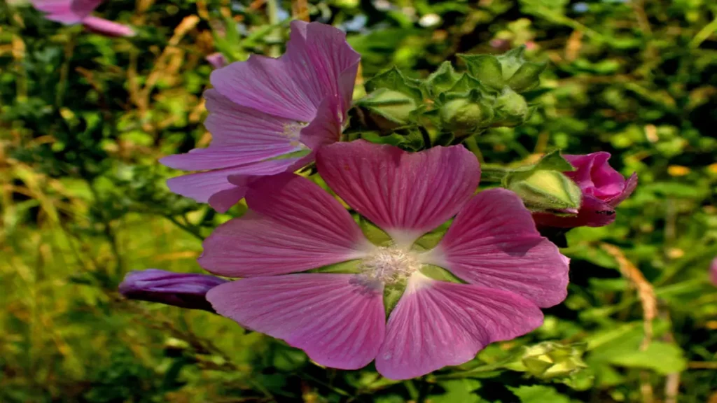 Ebegümeci Otu (Althaea officinalis)