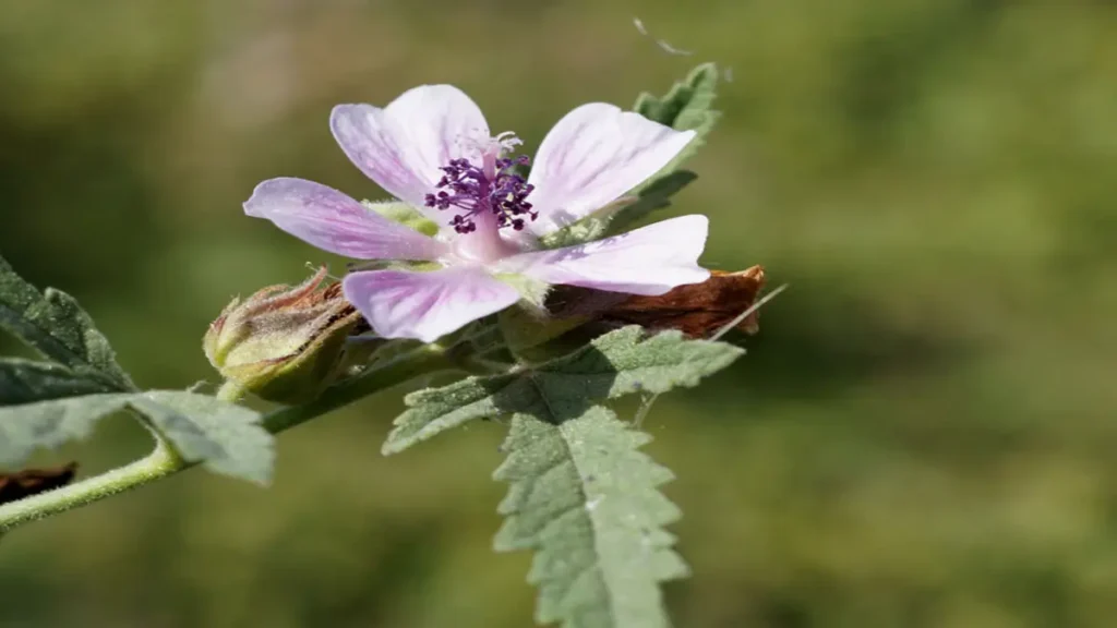 Ebegümeci Otu (Althaea officinalis) sağlık faydaları