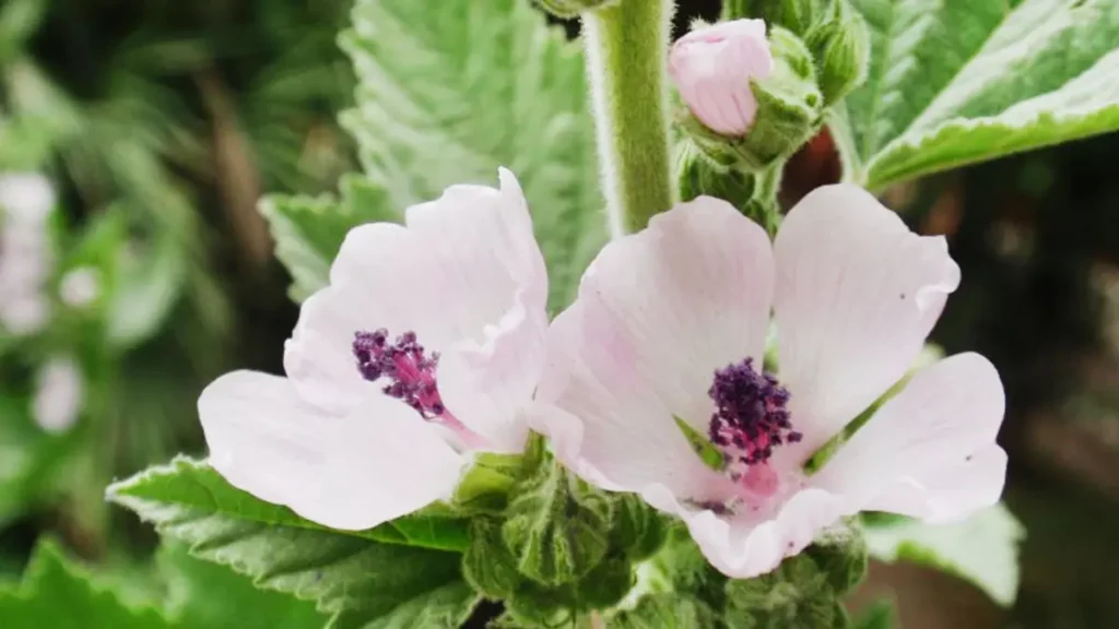 Ebegümeci (Althaea officinalis) ne işe yarar