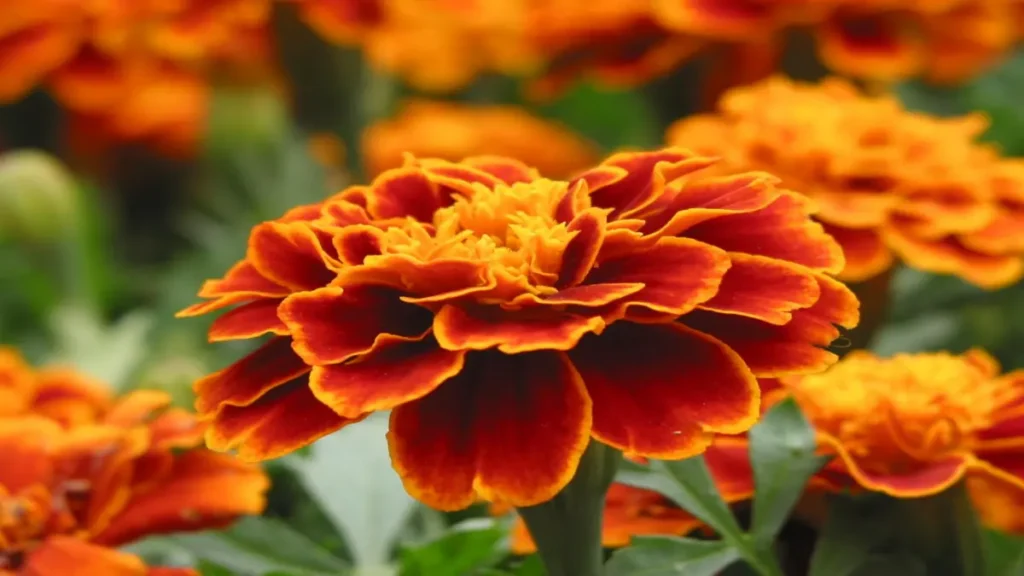 Kadife Çiçeği (Tagetes erecta): Bahçelerin Parlak Süsü